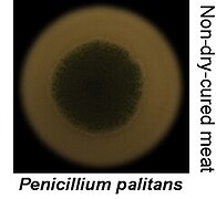 Penicillium palitans.jpg