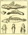 Boleophthalmus boddarti (Figur 4 & 5) als Teil der Erstbeschreibung