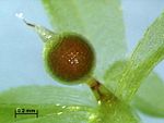 Sporofyt av mossan Physcomitrella patens.