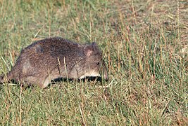 Potoroo walking in grass - DPLA - 1c016dfe628c95b4e51731661dc73911.jpg