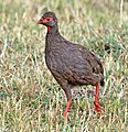 P. a. cranchii in Masai Mara