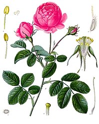 Rosa centifolia L.