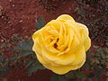 A yellow rose