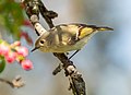 Image 71Ruby-crowned kinglet in Green-Wood Cemetery