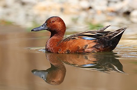 Cinnamon teal, by Clément Bardot