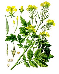 Sinapis alba L.