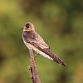 40 Southern rough-winged swallow (Stelgidopteryx ruficollis ruficollis) uploaded by Charlesjsharp, nominated by Charlesjsharp