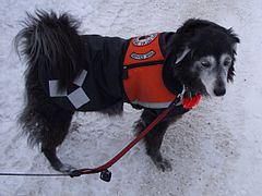 Suzi service dog snow 009.JPG