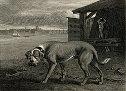 Die Illustration aus 1804 zeigt einen Bandog (Mastiff), der einen Handwerksbetrieb bewacht