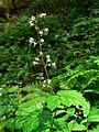 Tiarella trifoliata