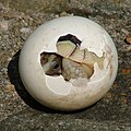 A baby tortoise emerges from its egg.