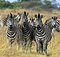English: Zebras in Botswana Македонски: Зебри во Боцвана