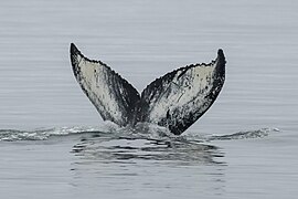 029d Humpback whale tail at Ísafjarðardjúp (Iceland) Photo by Giles Laurent.jpg