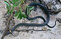 Diadophis punctatus punctatus, the southern ringneck snake, Gadsden Co. Florida.