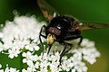 * Nomination: Volucella sp. (maybe Volucella bombylans) on flowers. --ComputerHotline 18:39, 4 June 2012 (UTC) * * Review needed