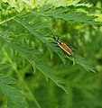 Plant bug at the site