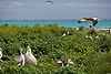 Laysan and Short-tailed Albatrosses at Northwest Hawaiian Islands National Monument.