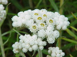 Perlamutrinis Šlamainis (Anaphalis margaritacea)