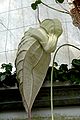 Backside of a Flowerbud of Aristolochia grandiflora (Aristolochiaceae) at Jena Botanical Garden, Germany