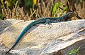 21.10 - 27.10: Cnemidophorus arubensis, er'enconuscha sco in kododo, sin l'insla d'Aruba.