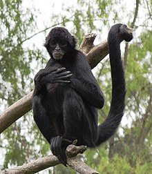 Ateles fusciceps Colombia.JPG