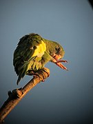 Brotogeris versicolurus Periquito aliblanco Canary-winged Parakeet (7735125524).jpg