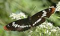 Lorquin's Admiral, Limenitis lorquini a limenitidine nymphalid.