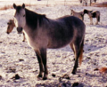 Category:Canadian rustic pony