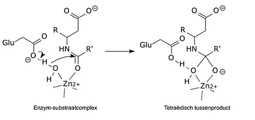 Het tetraëdrische overgangscomplex wordt gestabiliseerd door een partiële ionaire binding tussen het zink-ion en de negatieve lading op de zuurstof.