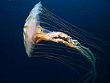 Chrysaora melanaster leeft diep in de zee. De tentakels kunnen wel drie meter lang worden.