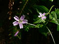 Claytonia sibirica