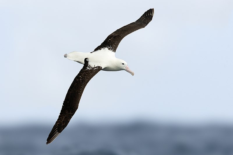 Northern Royal Albatross (Diomedea sanfordi), East of the Tasman Peninsula, Tasmania, Australia