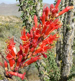 Fouquieria splendens