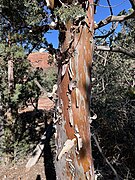 Hesperocyparis glabra trunk Coconino NF.jpg