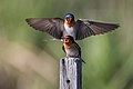 25 Hirundo neoxena - Gould's Lagoon uploaded by JJ Harrison, nominated by Citron