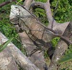 Iguana iguana