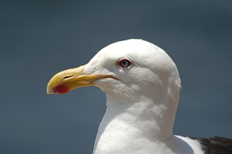 Larus Dominicanus, ĉe Kon Kon, Ĉilio