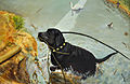 The Labrador retriever, olio su tela