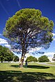 Tree, Canberra, Australian Capital Territory