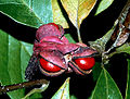(Magnolia × soulangeana)