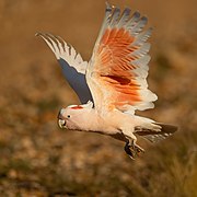 Major Mitchell's Cockatoo - Mt Grenfell