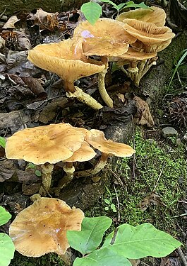 Mushrooms at Petit Jean State Park, Arkansas