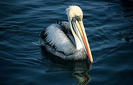 Déli gödény (Pelecanus thagus)