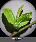 Thumbnail for File:Prunus domestica s. lat. sl11.jpg