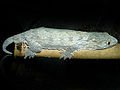 Rhacodactylus leachianus, un des plus grands geckos au monde, endémique à la Nouvelle-Calédonie