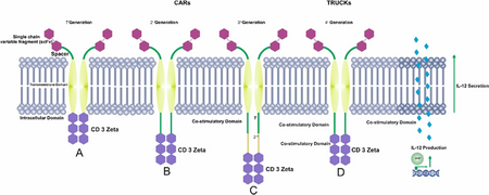 Schematic diagram of four generations of CAR T-cells.webp