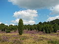 6.8.09 Steingrund in der Lüneburger Heide