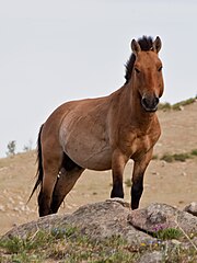 Un Przewalski à Khustain (en) en Mongolie.