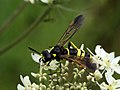 Tenthredo largiflava (familia Tenthredinidae) Bélxica