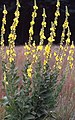 Didžiažiedė tūbė (Verbascum densiflorum)